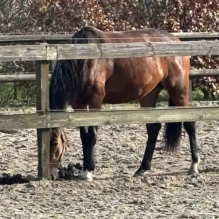 Bed & Breakfast De Weelen Met Jacuzzi En Of Zwembad Topkeuze Romantiek