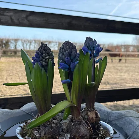 De Weelen Met Jacuzzi En Of Zwembad Topkeuze Romantiek 4*