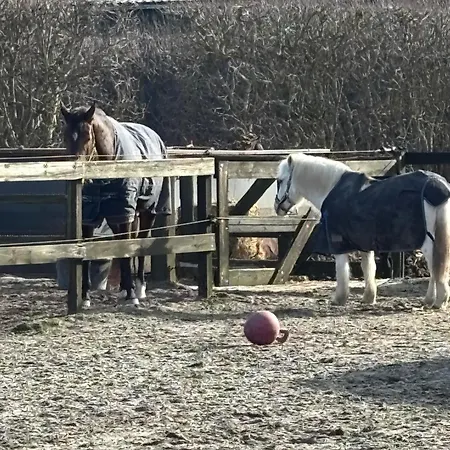 Frühstückspension De Weelen Met Jacuzzi Huwelijks Topkeuze! *